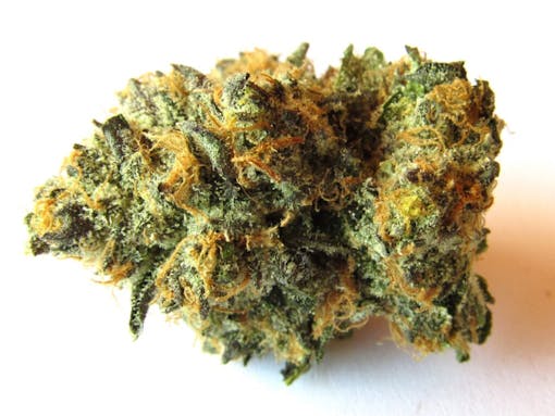 Tea Time – bred and grown by Wizard Trees. (David Downs/Leafly)