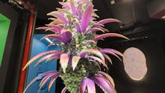 fake green marijuana plant seen from below in a dimly lit room. the undersides of the leaves are nearly flourescent purple