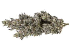 long frosty forest green bud on its side, stem to the right, against a white background