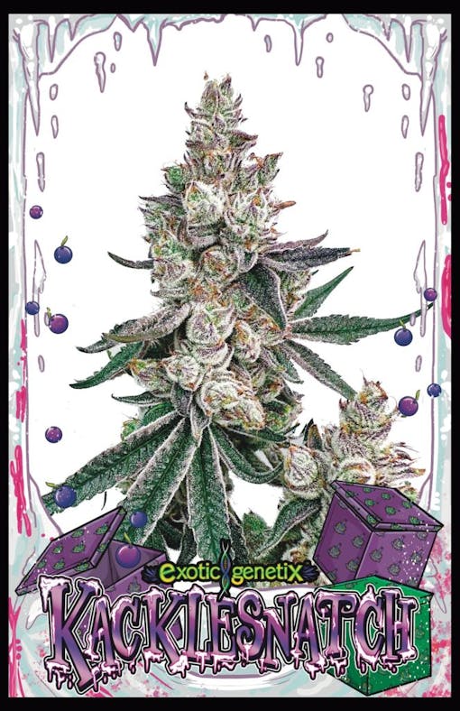 Kacklesnatch is (Chimera x Grape Jubilee, with very strong, um, body funk. (Courtesy Exotic Genetix)