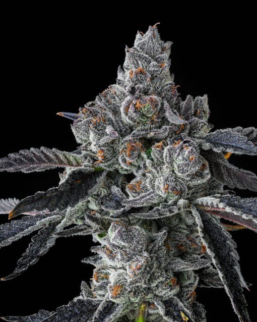 Panacea-grown Double Up from Compound Genetics for 2024. (Photo by @ginja.club, Courtesy of Compound Genetics)