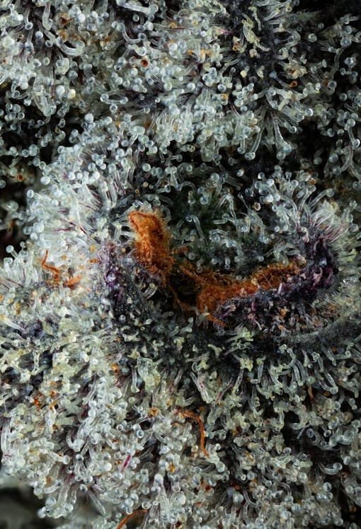 Extreme close -up photo of glassinem white trichoma on a marijuana plant
