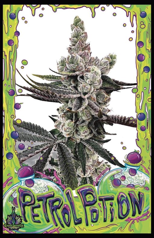 Exotic Genetix's Petrol Potion. (Courtesy Exotic Genetix)