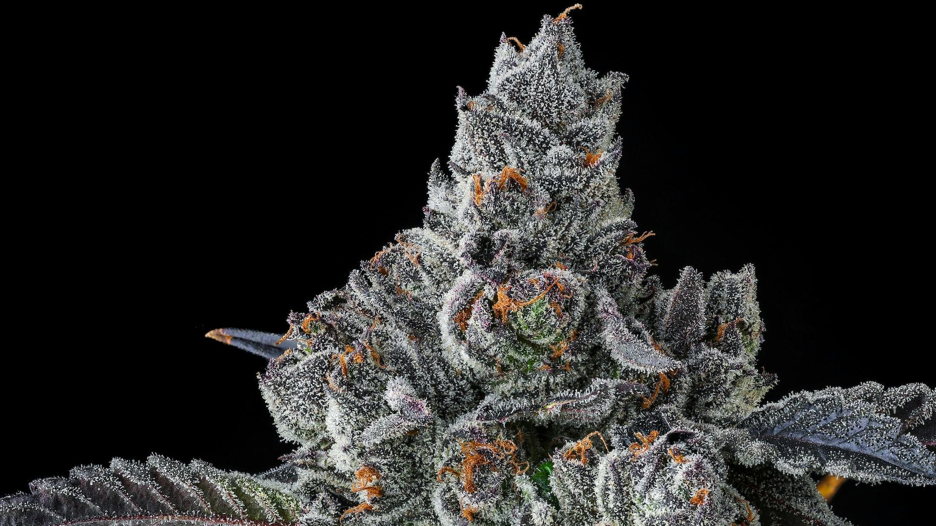 World's best seeds and clones to grow in 2024 image