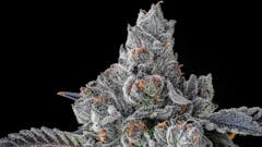 Southern Belle. Irene OG x Dosidos. Bred by Archive Seeds. (Photos by Evan’s Creek Farms and Erik Nugshots)