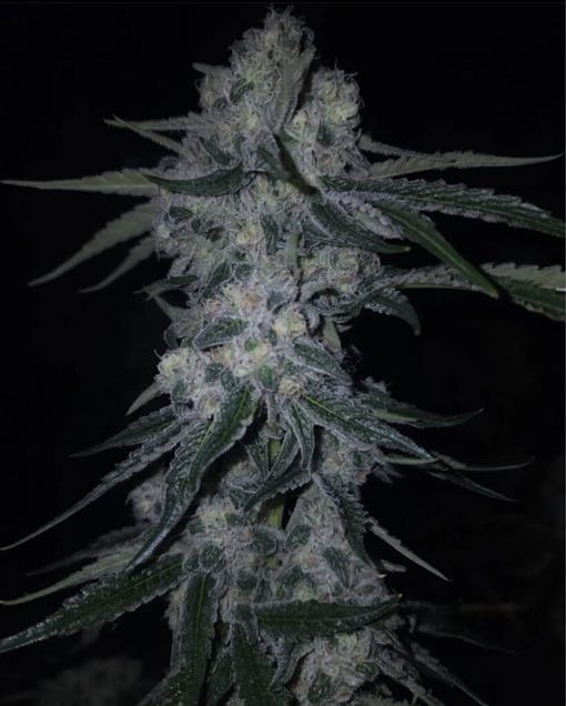 Coming in Spring 2024, the Cap Junky cross, Coolio. (Courtesy Capulator)