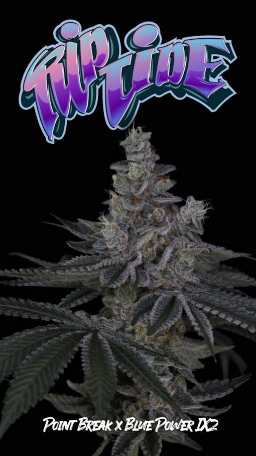 Rip Tide unites Sin City Seeds' Blue Power with Surfr Seeds' Point Break. (Courtesy Sin City Seeds)