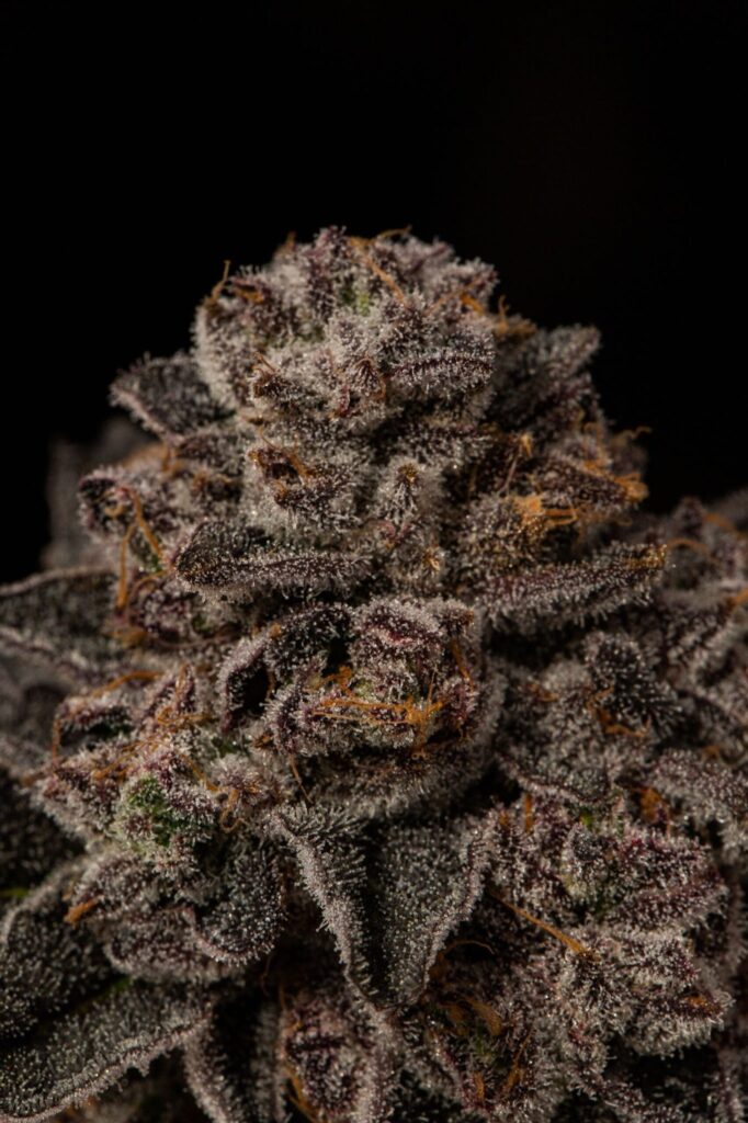 close up photo of a very frosty marijuana cola in hues of deep purple, shot throughj with orange hairs, all against a black backgrounfd