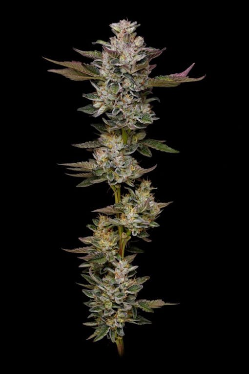 Humboldt Seed Co. Donutz. (Photo by Erik Christiansen, courtesy of Humboldt Seed Co)