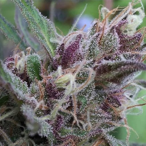 green and purple bud closeup