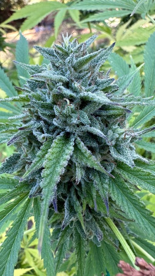 Double OG Chem wrapping it up in 2023. (David Downs/Leafly)