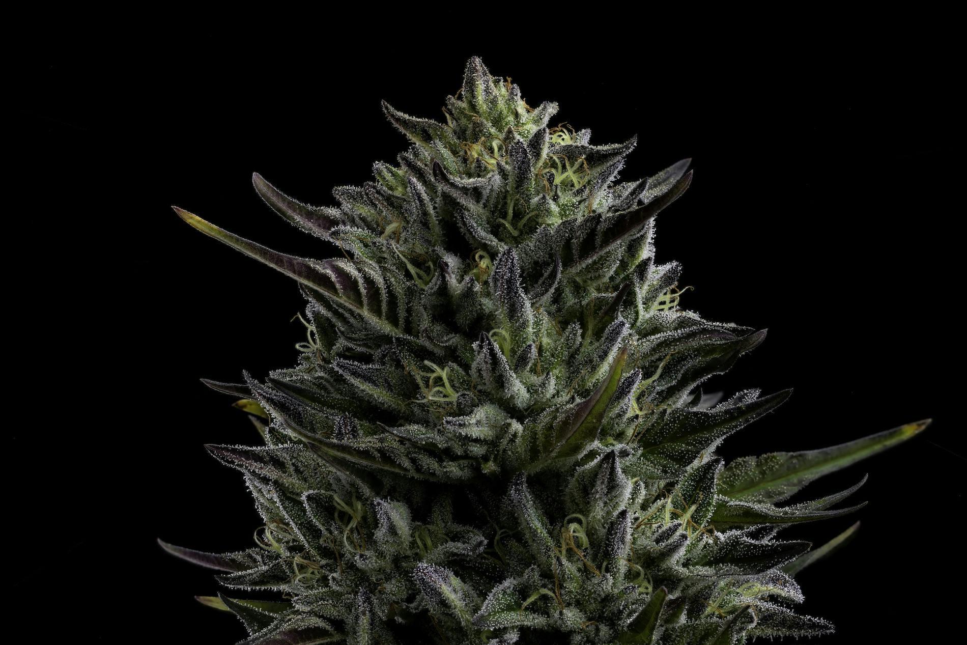 Pop seeds 2024, part II: The Sours strike back image