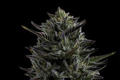 dramatic close-up shot of a deep purple and lime green cola, all covered in tiny white trichomes, against a black background