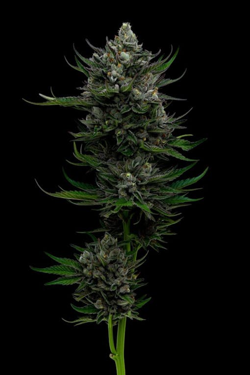 All Gas, no brakes. Humboldt Seed Co All Gas OG. (Courtesy Humboldt Seed Co.)