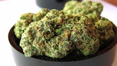 close up shot of a pile of dense lime-green nugs with orange hairs on a black lid