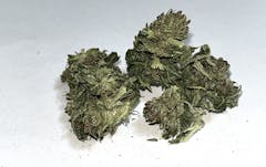 four dark green buds against a grey background