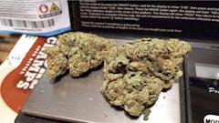 two large marijuana nugs -- bright green with short orange hairs-- on a small metal scale