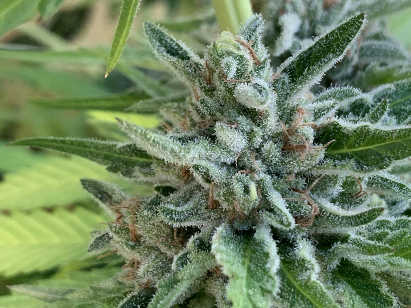 Pop Seeds 2024 Finale: Best hash seeds and clones image