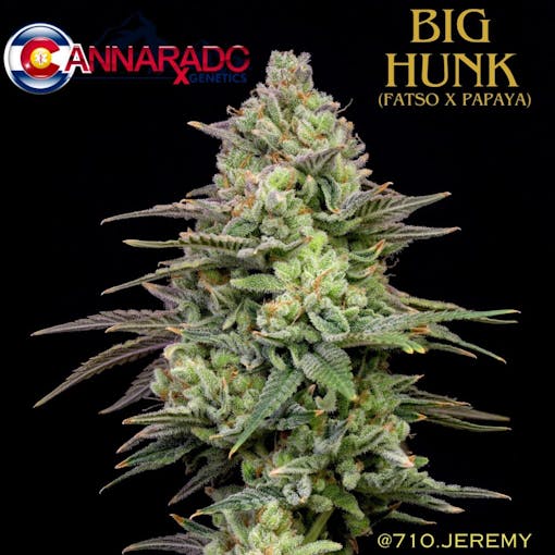 Big Hunk takes Fatso to Papaya town. (Courtest Cannarado)