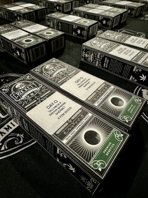 Crockett Family Farms' 2024 seed lineup for hash includes Day-O. (David Downs/Leafly)