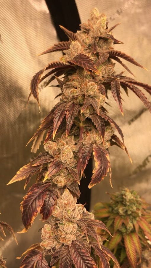 One Fritter Quitter under a grow light. (Courtesy California Seed Bank)