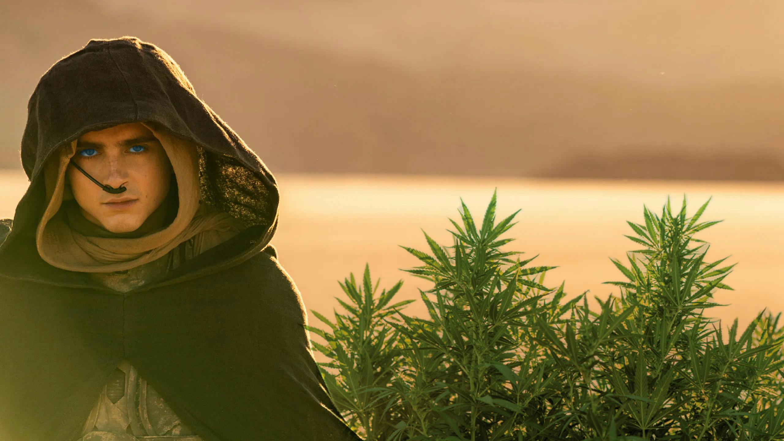 13 strains for spicing up your Dune 2 watching image