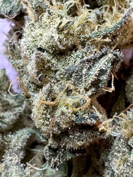 A macro shot of trichomes sleeted over purple leaf. Koala Crack up close. (Lindsay MaHarry for Leafly)