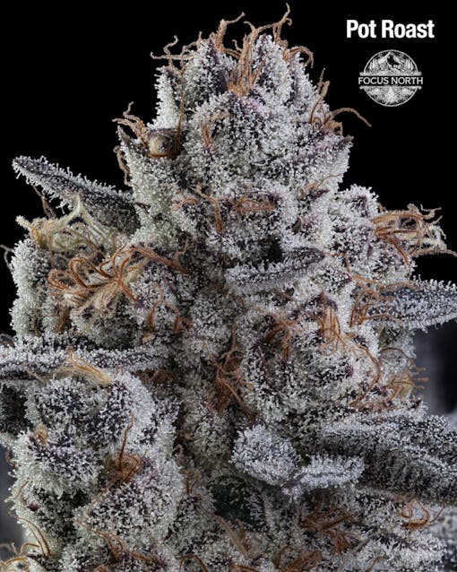 A purple and icy nug against a black background.