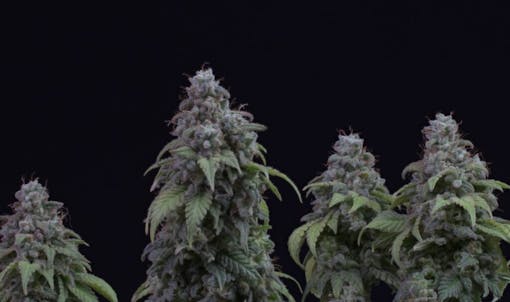 pest resistant seeds