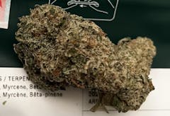 enormous oval-shaped marijuana nug in various shades of green positioned diagonally