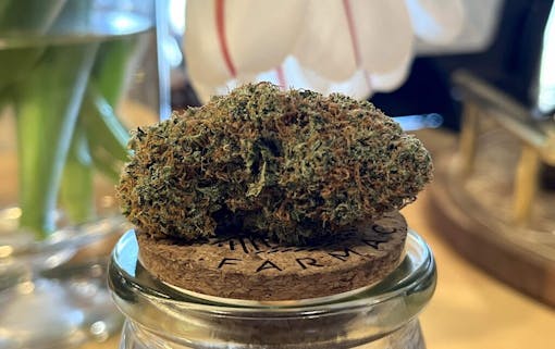 oval-shaped dense marijuana nug resting on its side on top of jar with a cork lid. nug is purple and olive-green, and covered it orange hairs. a vase and flower are partially visible behind it