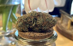 oval-shaped dense marijuana nug resting on its side on top of jar with a cork lid. nug is purple and olive-green, and covered it orange hairs. a vase and flower are partially visible behind it