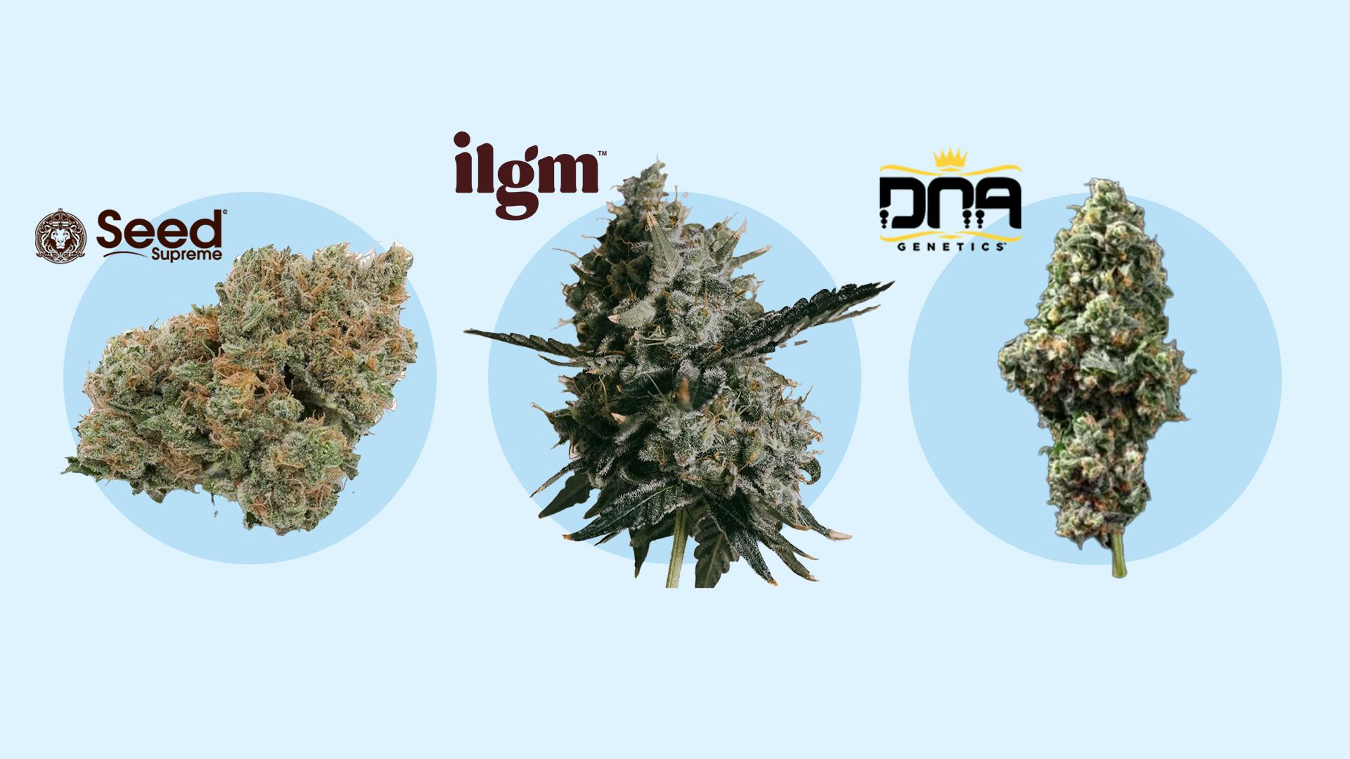 The best cannabis seed companies image