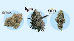 Best cannabis seed banks