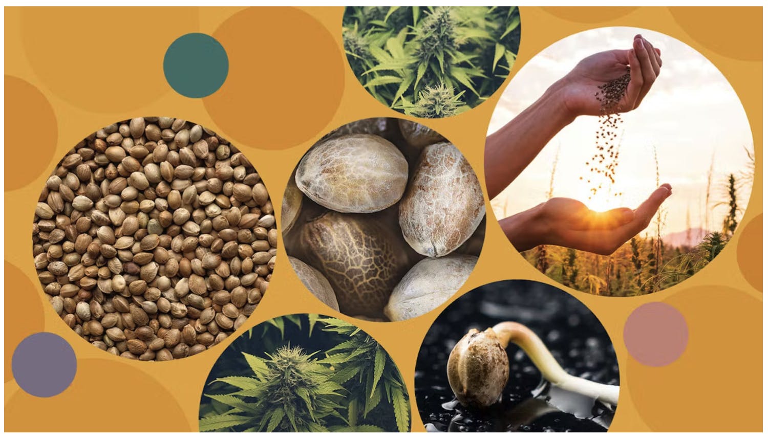 The best image of cannabis seed companies