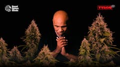 image of Mike Tyson with his hands clasped and head bowed between several growing marijuana plants, against a black background