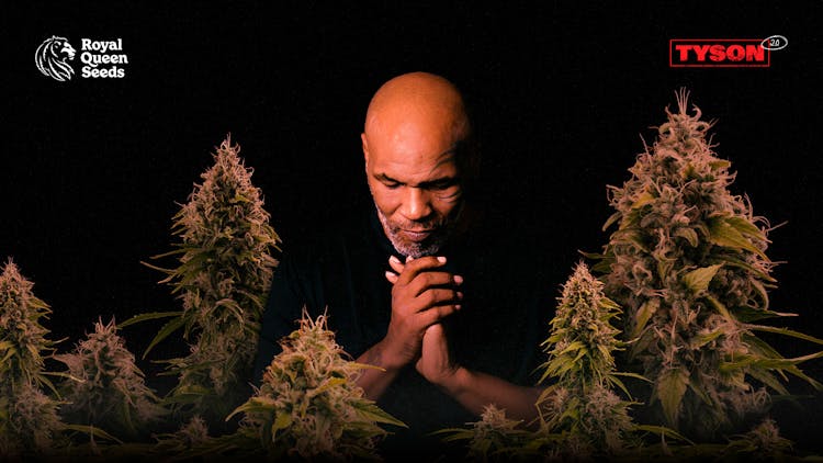 Royal Queen Seeds & Mike Tyson are the double bill your grow needs image