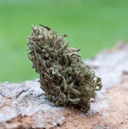 4D has four types of cannabinoids for a functional effect. (Lindsay Maharry)