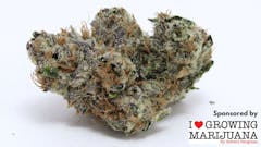 Woodwide small-batch Pink Runtz. (David Downs/Leafly)