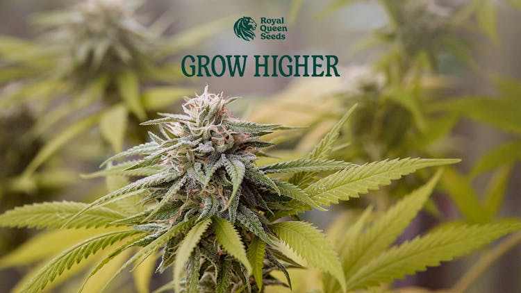 Five unique autoflowers from Royal Queen Seeds ideal for outdoor growing image