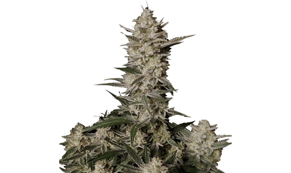 Grow award-winning autoflower seeds strains at home with Fast Buds | Leafly