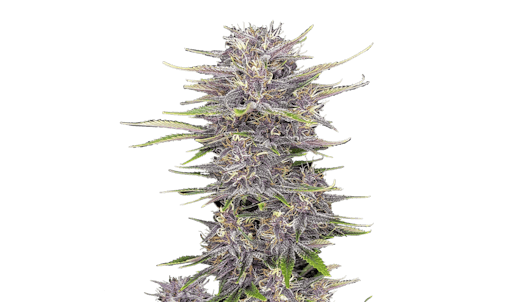 Fast Buds Autoflower