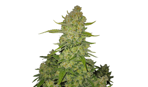 Fast Buds Autoflower