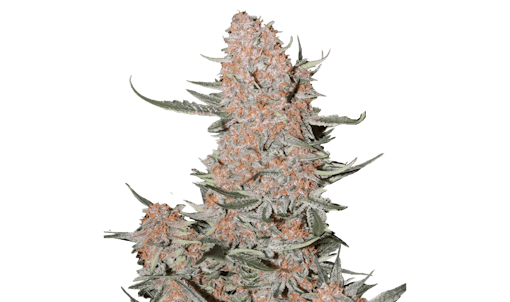 Fast Buds Autoflower