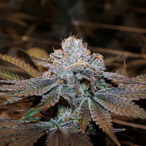 Freddys Fuego Kawazaki. (Mit freundlicher Genehmigung von Freddys Fuego)