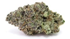 Wake and rage with Point Break, from Surfr Seeds. Grown by Bosky Genetics. (David Downs/Leafly)