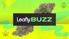 Leafly Buzz’s premium marijuana strain roundup includes Mandarin Cherry Tree, Piescream, and Novacane. (David Downs, Sasha Beck/Leafly)