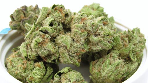 Wave Ryder Nursery grows some of the best Strawberry Cough in the state. Grown in greenhouse. (David Downs/Leafly)