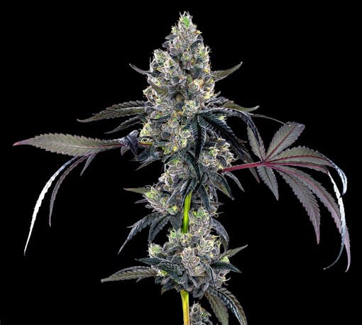 Raised by "Xeno," cloned by Phinest, grown by Khemia in Shasta County, CA. (Courtesy of Phinest)