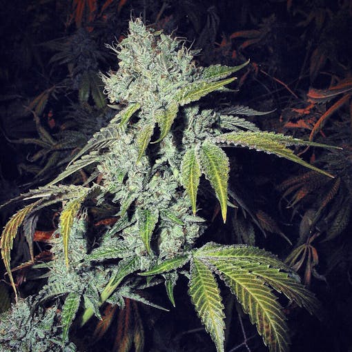 An original OG Kush provided by Josh Del Rosso. (Courtesy of Josh D Farms)